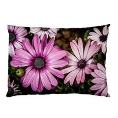 Beautiful Colourful African Daisies  Pillow Cases by OZMedia