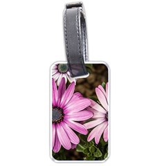 Beautiful Colourful African Daisies  Luggage Tags (one Side)  by OZMedia