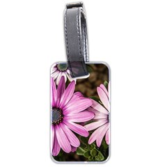 Beautiful Colourful African Daisies  Luggage Tags (two Sides) by OZMedia