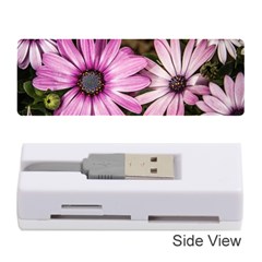 Beautiful Colourful African Daisies  Memory Card Reader (stick) 