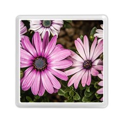 Beautiful Colourful African Daisies  Memory Card Reader (square)  by OZMedia