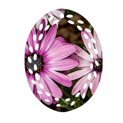 Beautiful Colourful African Daisies  Oval Filigree Ornament (2-side) 