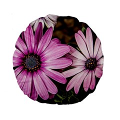 Beautiful Colourful African Daisies  Standard 15  Premium Round Cushions by OZMedia