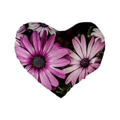 Beautiful Colourful African Daisies  Standard 16  Premium Heart Shape Cushions by OZMedia