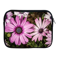 Beautiful Colourful African Daisies  Apple Ipad 2/3/4 Zipper Cases by OZMedia