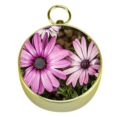 Beautiful Colourful African Daisies  Gold Compasses by OZMedia