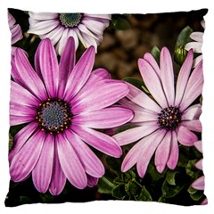 Beautiful Colourful African Daisies  Large Flano Cushion Cases (one Side)  by OZMedia