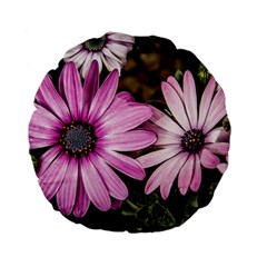 Beautiful Colourful African Daisies  Standard 15  Premium Flano Round Cushions