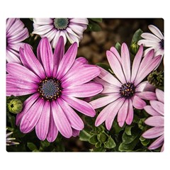 Beautiful Colourful African Daisies  Double Sided Flano Blanket (small) 