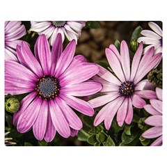 Beautiful Colourful African Daisies  Double Sided Flano Blanket (medium) 