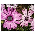 Beautiful Colourful African Daisies  Double Sided Flano Blanket (Medium)  60 x50  Blanket Front