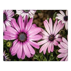 Beautiful Colourful African Daisies  Double Sided Flano Blanket (large) 