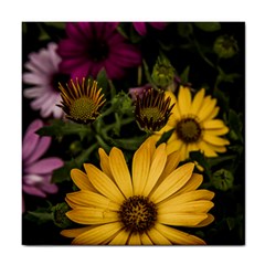 Beautiful Colourful African Daisies  Tile Coasters by OZMedia