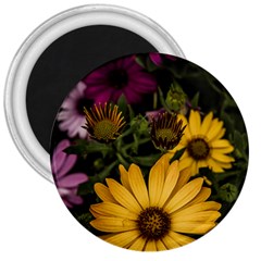 Beautiful Colourful African Daisies  3  Magnets