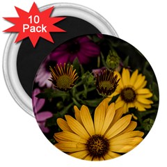 Beautiful Colourful African Daisies  3  Magnets (10 Pack) 