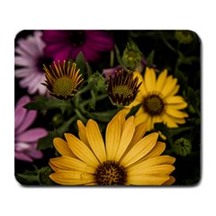 Beautiful Colourful African Daisies  Large Mousepads by OZMedia