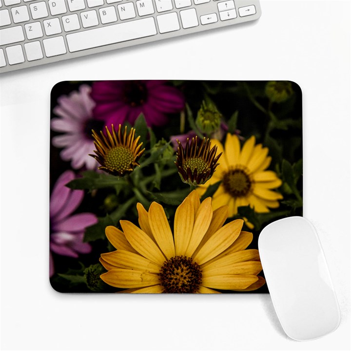 Beautiful Colourful African Daisies  Large Mousepads