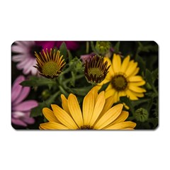 Beautiful Colourful African Daisies  Magnet (rectangular)