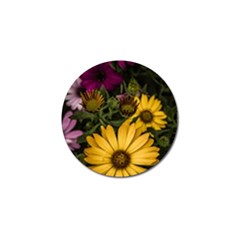 Beautiful Colourful African Daisies  Golf Ball Marker (4 Pack) by OZMedia