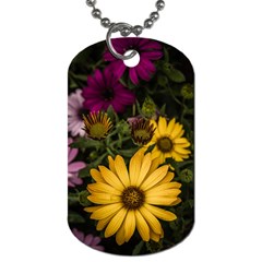 Beautiful Colourful African Daisies  Dog Tag (two Sides) by OZMedia