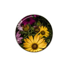 Beautiful Colourful African Daisies  Hat Clip Ball Marker (4 Pack)