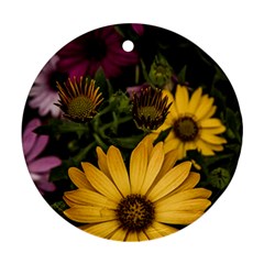 Beautiful Colourful African Daisies  Round Ornament (two Sides)  by OZMedia