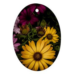 Beautiful Colourful African Daisies  Oval Ornament (two Sides)