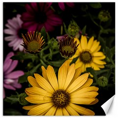 Beautiful Colourful African Daisies  Canvas 20  X 20  