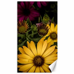 Beautiful Colourful African Daisies  Canvas 40  X 72   by OZMedia