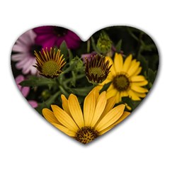 Beautiful Colourful African Daisies  Heart Mousepads by OZMedia