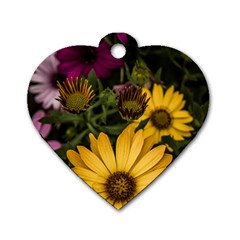 Beautiful Colourful African Daisies  Dog Tag Heart (one Side) by OZMedia