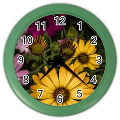 Beautiful Colourful African Daisies  Color Wall Clocks by OZMedia