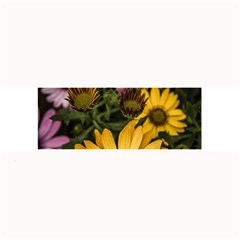 Beautiful Colourful African Daisies  Large Bar Mats by OZMedia