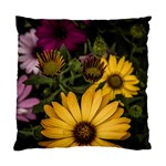 Beautiful Colourful African Daisies  Standard Cushion Case (One Side)  Front