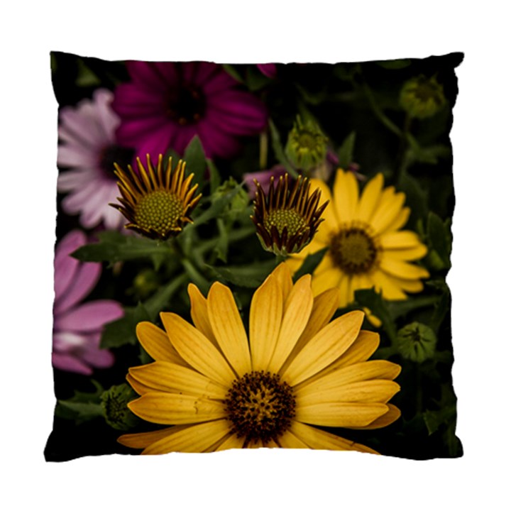 Beautiful Colourful African Daisies  Standard Cushion Case (One Side) 