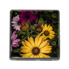 Beautiful Colourful African Daisies  Memory Card Reader (square)