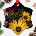 Beautiful Colourful African Daisies  Ornament (Snowflake)  Front