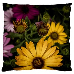 Beautiful Colourful African Daisies  Large Cushion Cases (two Sides)  by OZMedia