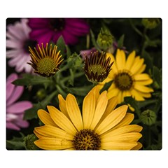 Beautiful Colourful African Daisies  Double Sided Flano Blanket (small) 