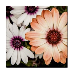 Beautiful Colourful African Daisies Tile Coasters by OZMedia