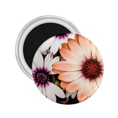 Beautiful Colourful African Daisies 2 25  Magnets