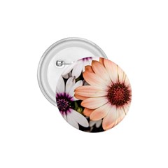 Beautiful Colourful African Daisies 1 75  Buttons