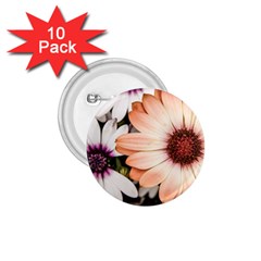 Beautiful Colourful African Daisies 1 75  Buttons (10 Pack)