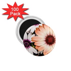 Beautiful Colourful African Daisies 1 75  Magnets (100 Pack) 