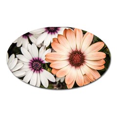 Beautiful Colourful African Daisies Oval Magnet by OZMedia