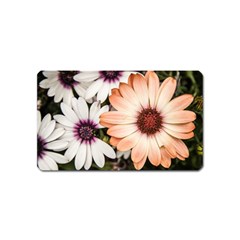 Beautiful Colourful African Daisies Magnet (name Card) by OZMedia