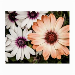 Beautiful Colourful African Daisies Small Glasses Cloth