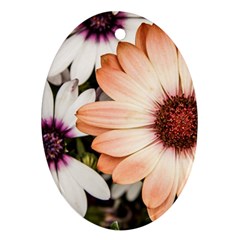 Beautiful Colourful African Daisies Oval Ornament (two Sides)