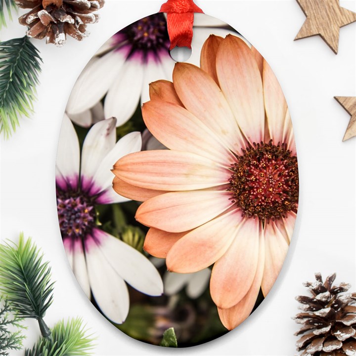 Beautiful Colourful African Daisies Oval Ornament (Two Sides)