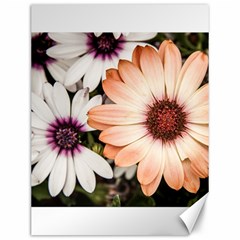 Beautiful Colourful African Daisies Canvas 12  X 16   by OZMedia